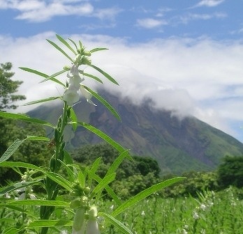 ごまのはじまり 知る 楽しむ 九鬼産業