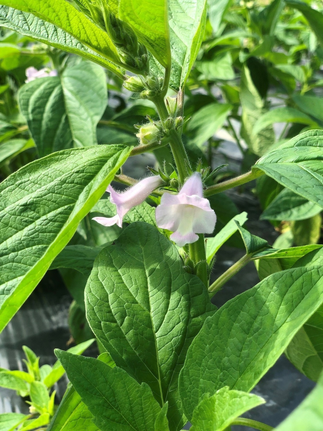 新入社員研修2021　第9回