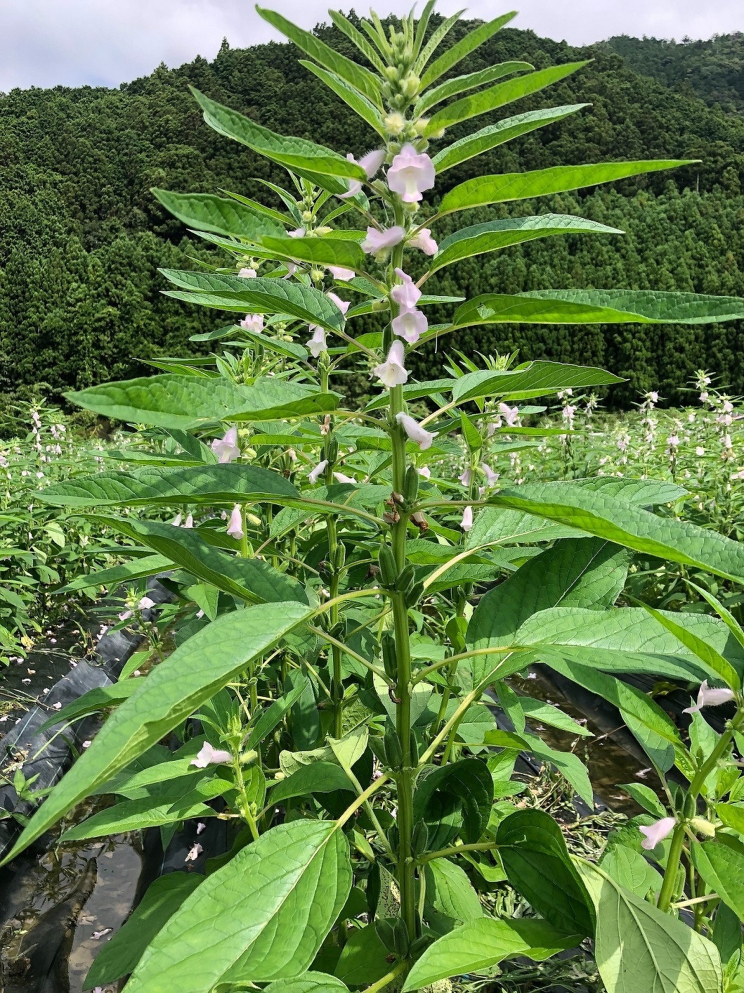 新入社員研修2021　第12回