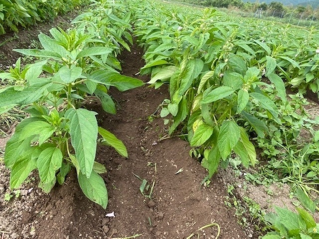 新入社員研修2020年 第9回