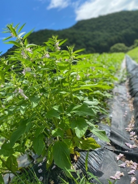 新入社員研修2022 第11回
