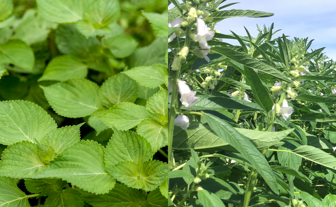 えごまって？ごまとの違いをごまのプロが教えます。