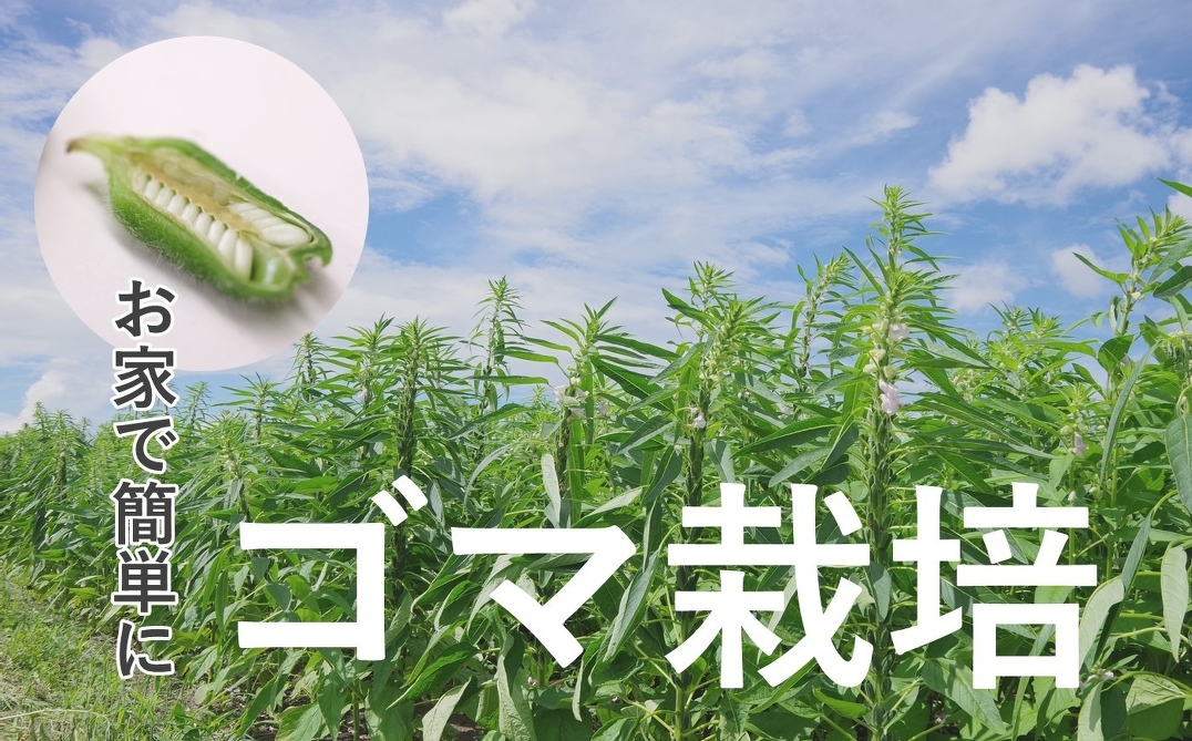 ごま鍋