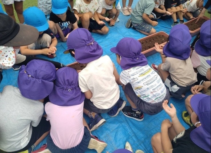 幼稚園でゴマを育てています!