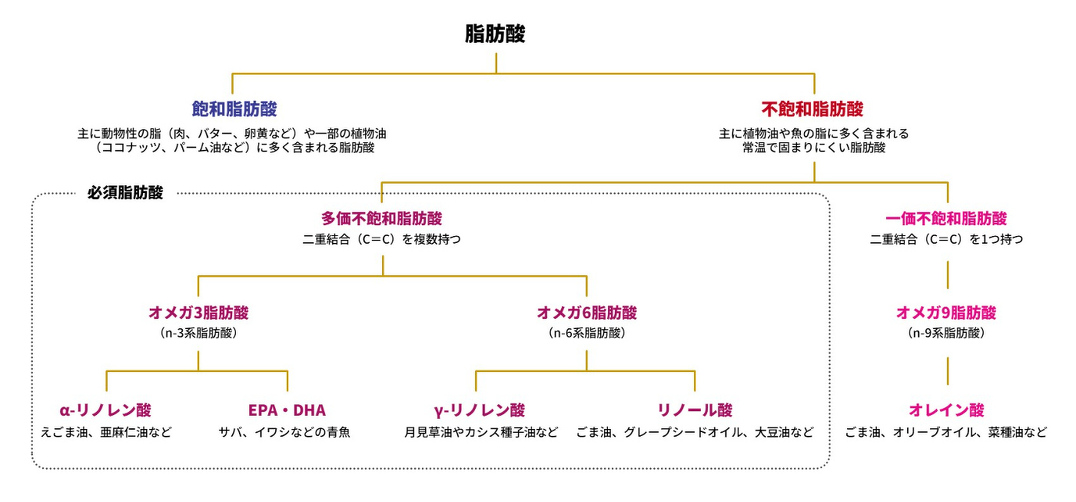 脂肪酸とは